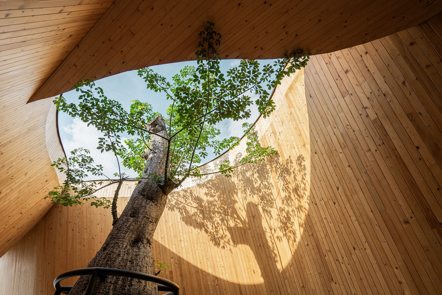 Дерево баобаб растёт в изогнутом кафе в Таиланде от IDIN Architects